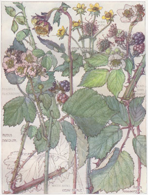 Bramble Blackberry, Water Avens, Wood Avens, Blackberry Bramble